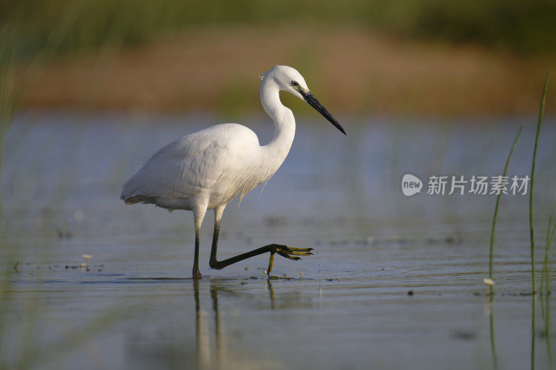 小白鹭(Egretta garzetta)